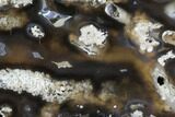 Agatized Fossil Coral Geode - Florida #105324-1